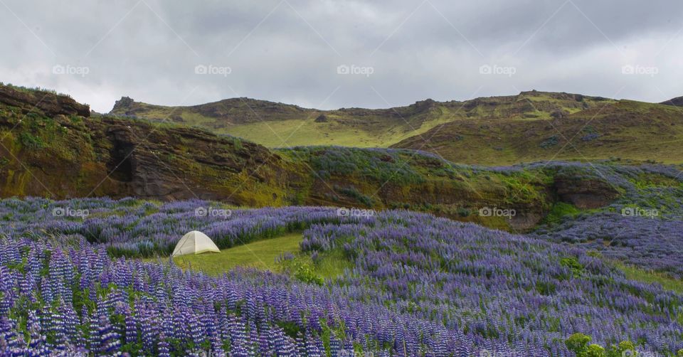 Lonely Lupine camper. 