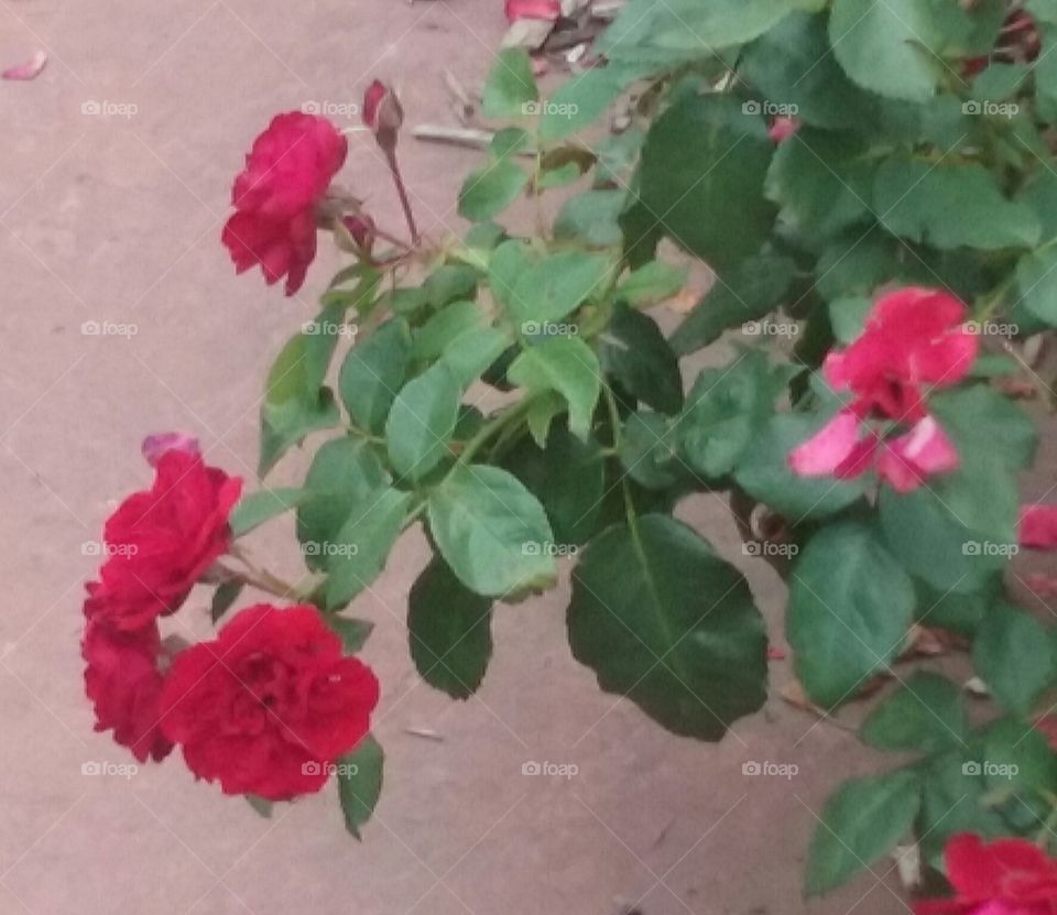 Red roses so heavy they make their stem drop low, setting them lovely against a stone background.