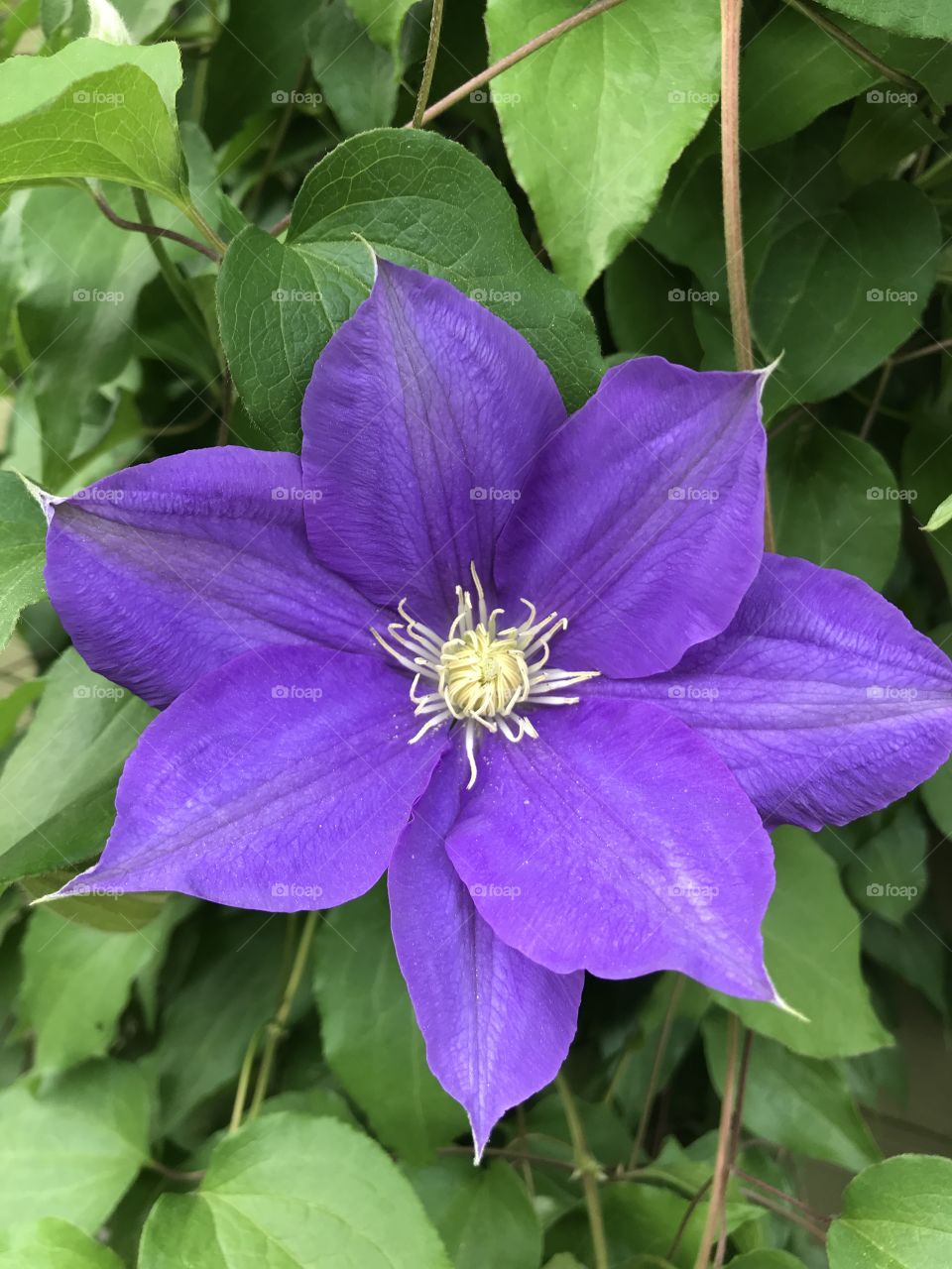 Beautiful clematis blossom