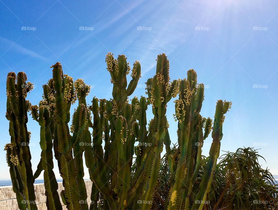 Cactus 
