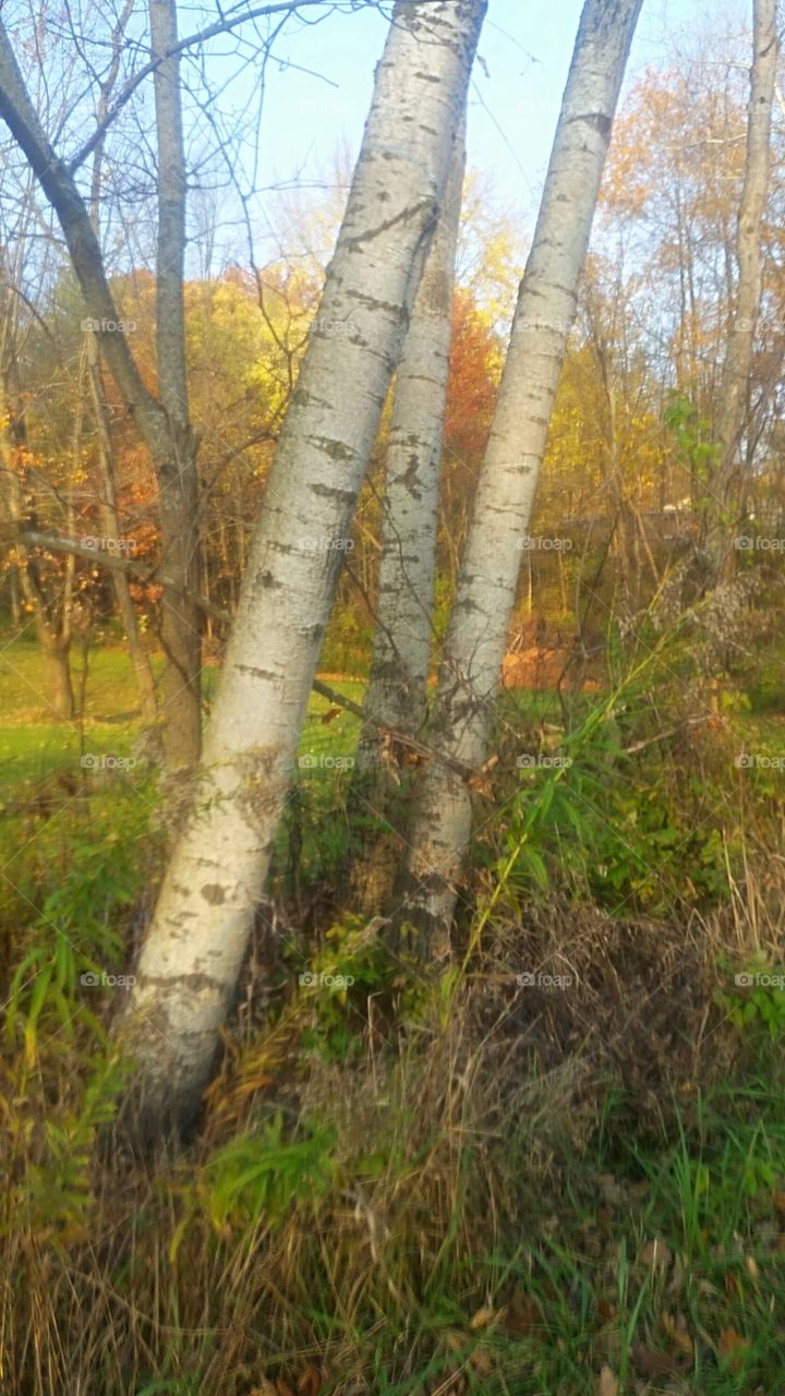 Fall Birch Trees