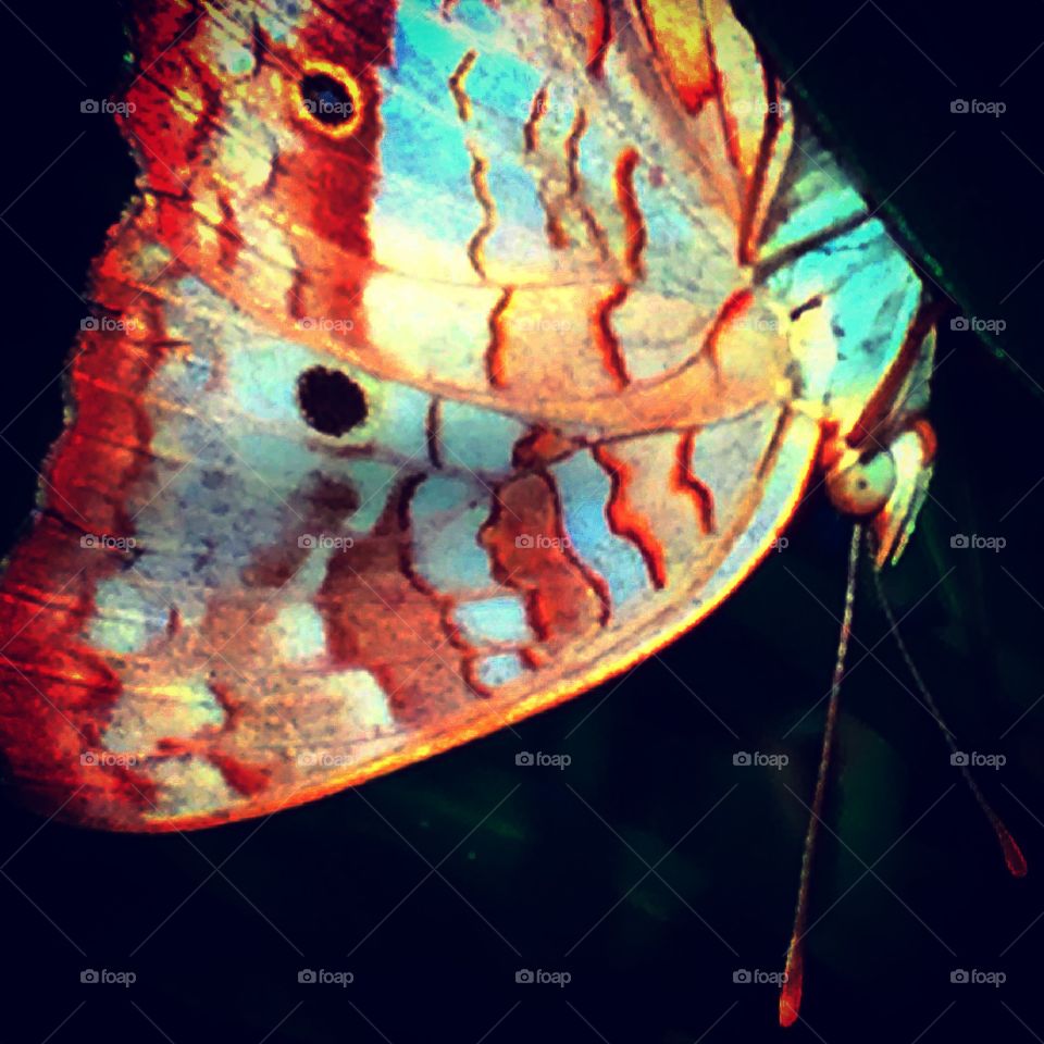 Butterfly