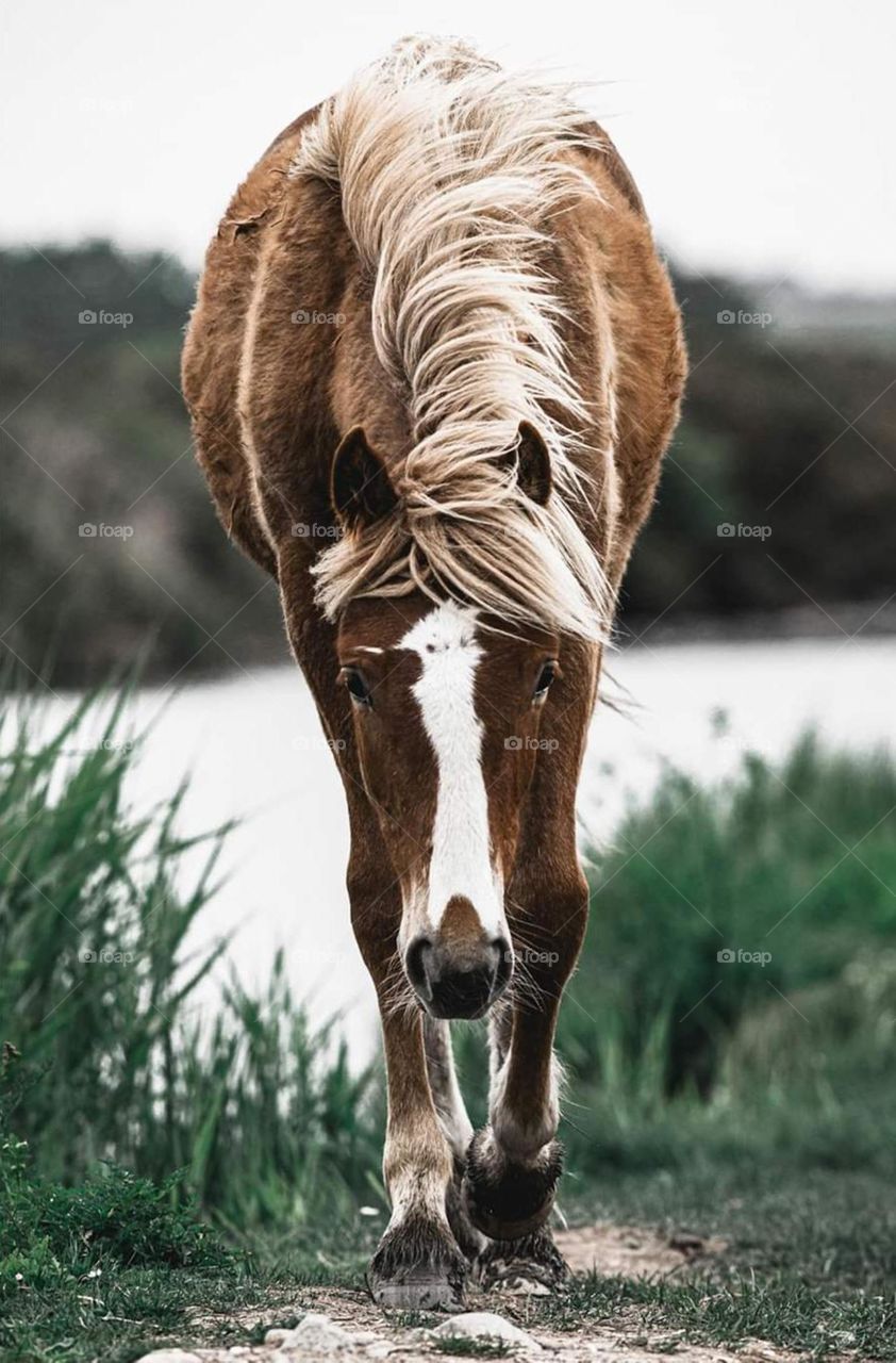 Horse Animal