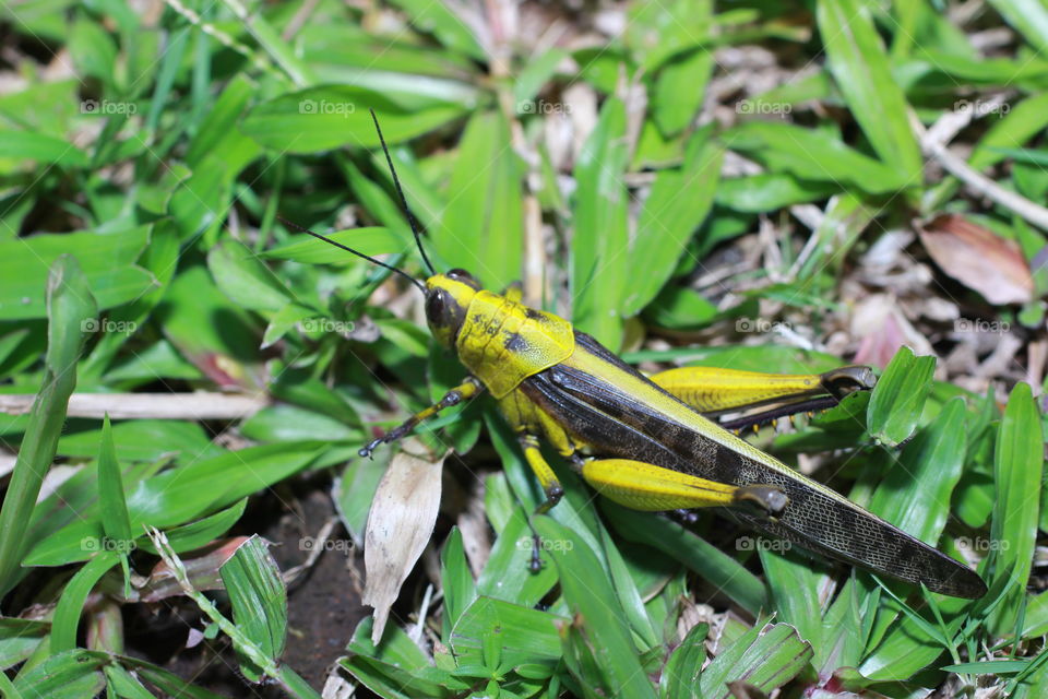 Macro Insects