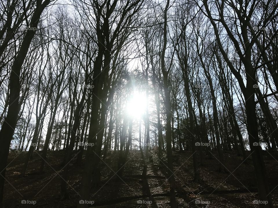 Forest sun, England, march 2017