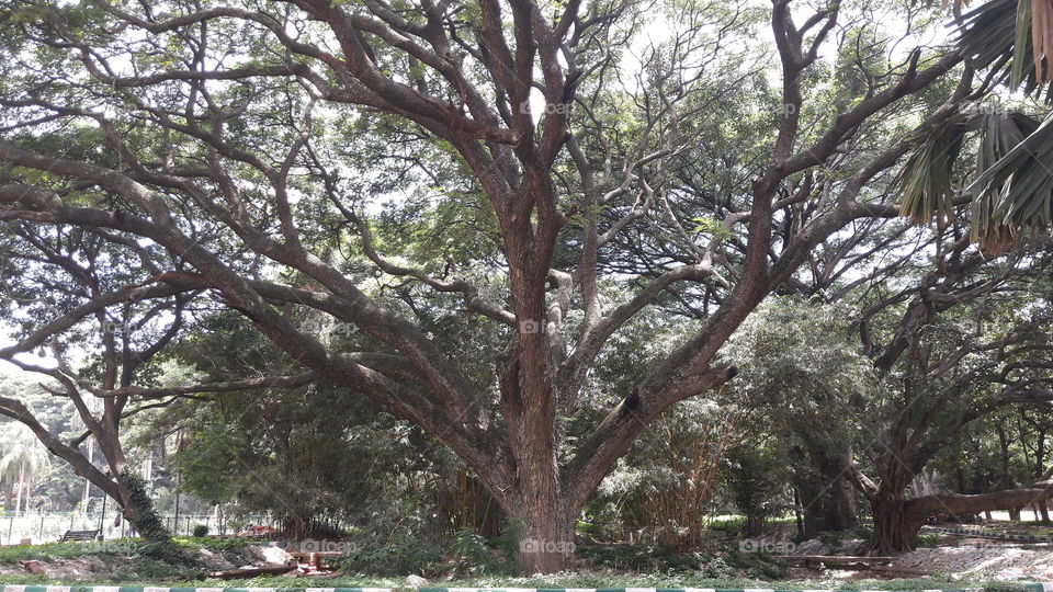 Tree, Landscape, Nature, Wood, No Person