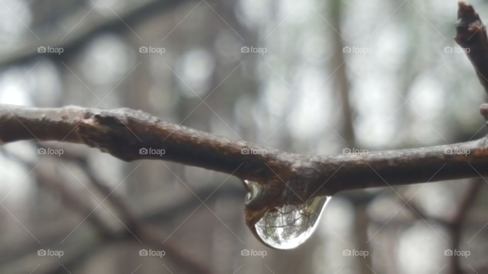 Water droplet on branch