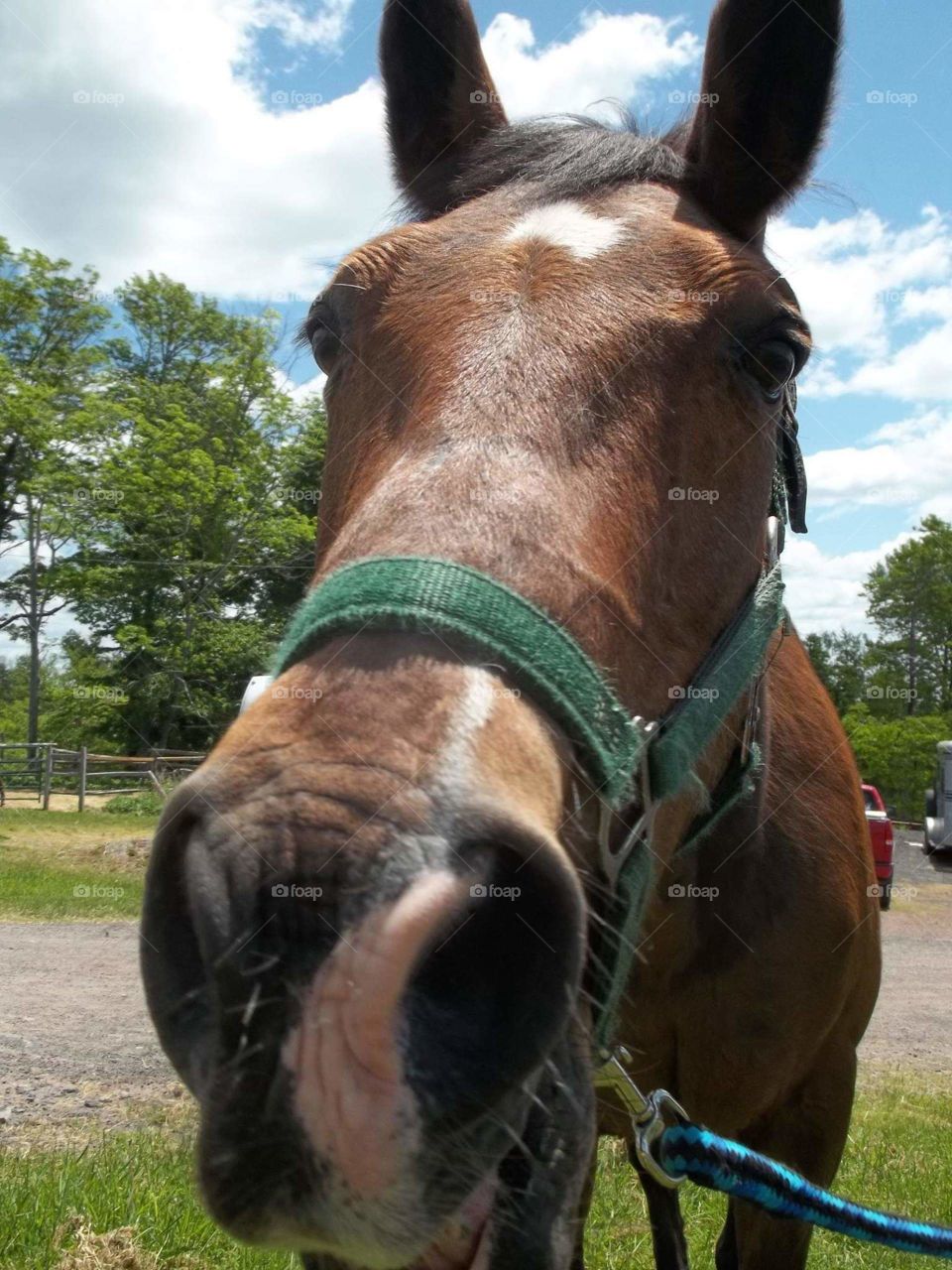 Horse close up nose