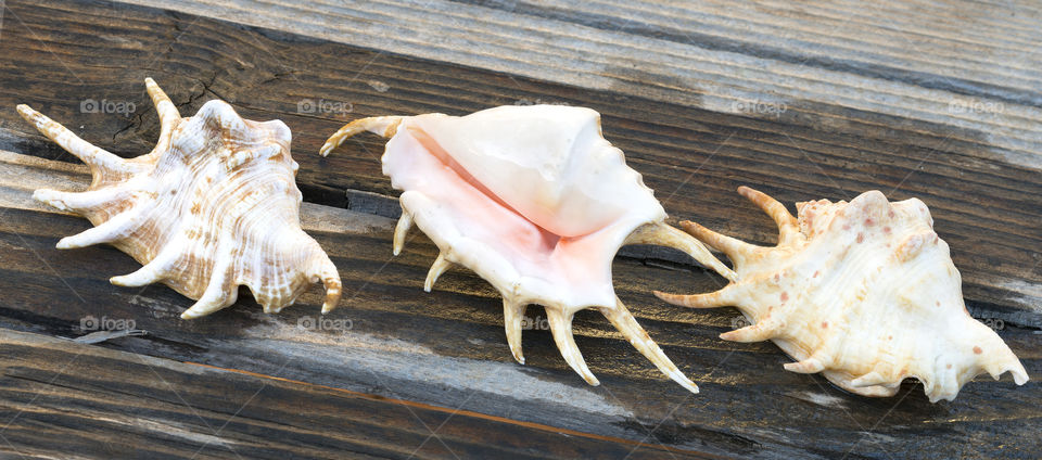Three spikey seashells on a wet wooden background.