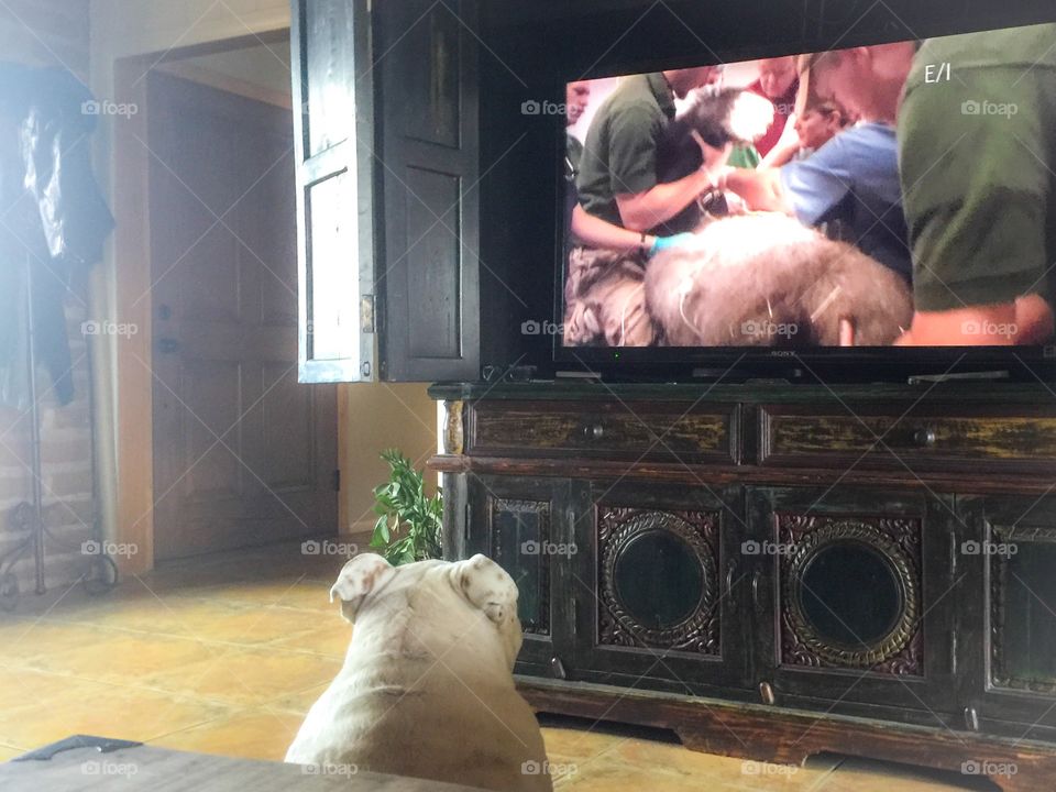 Animal - When your Dog watches animal shows on TV