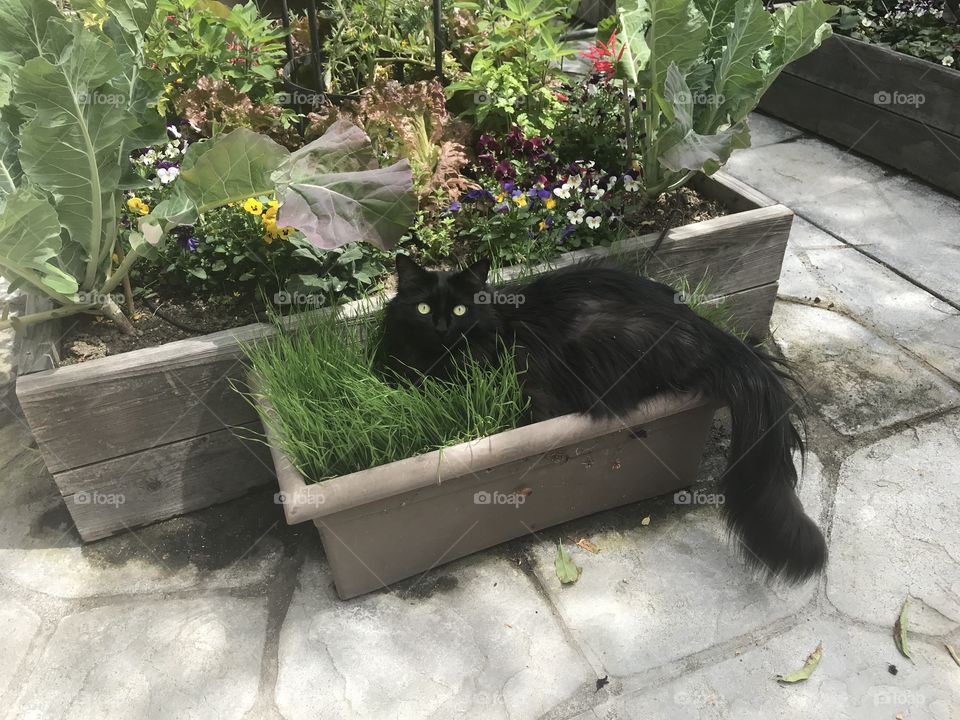 Black cat in wheatgrass planter 
