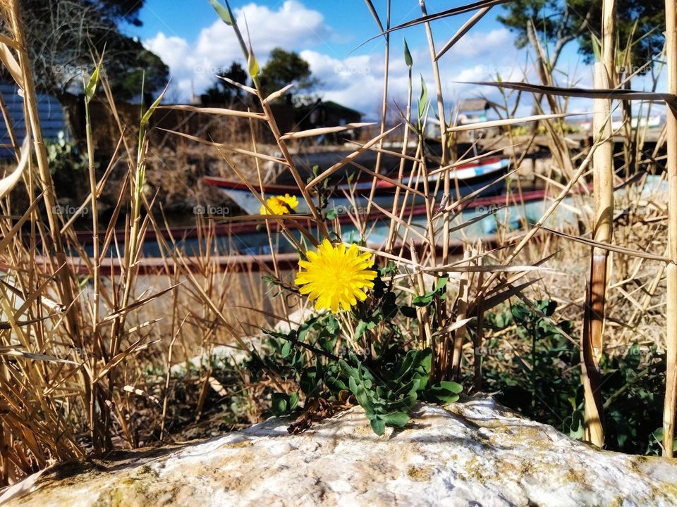 Flower and boats