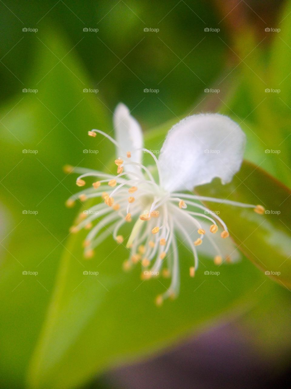 Mini flower