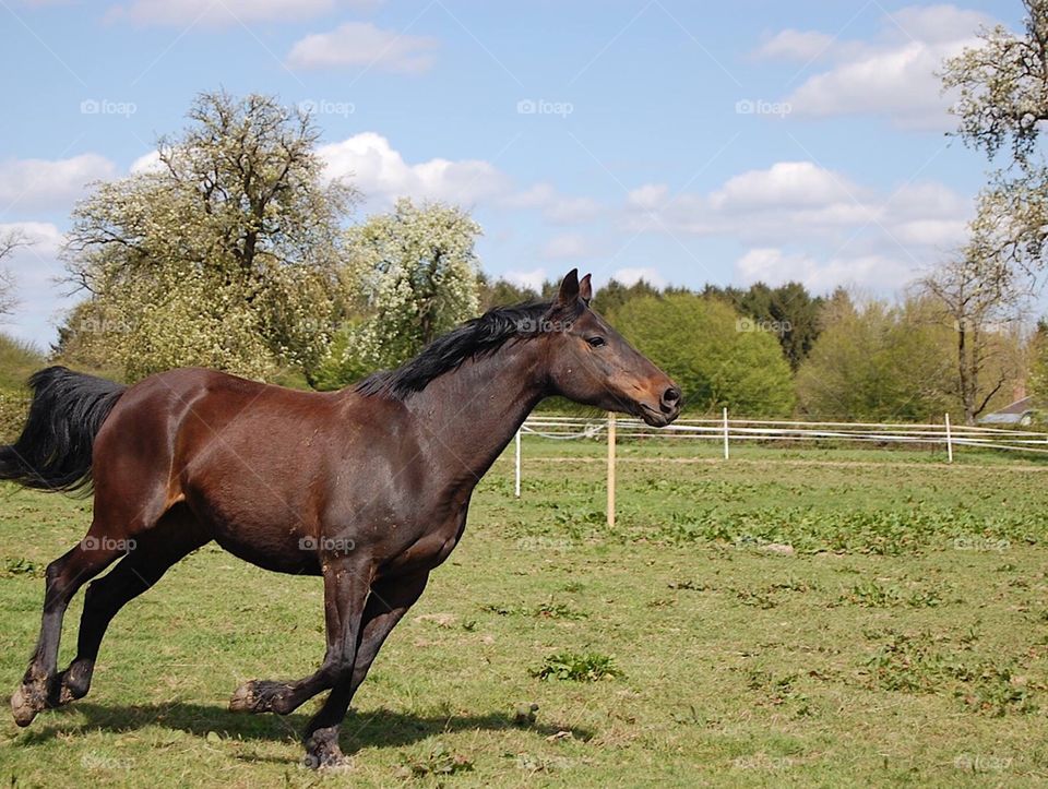 Free mare playing and galloping in her field, during summer, look so lovely! 