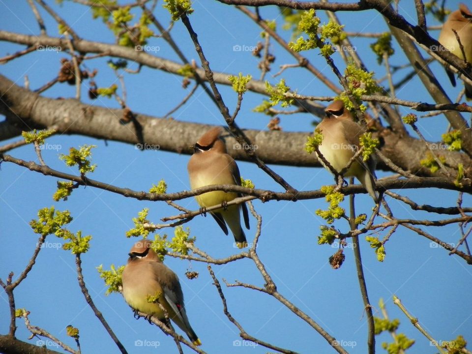 Flock of cedar waxwings