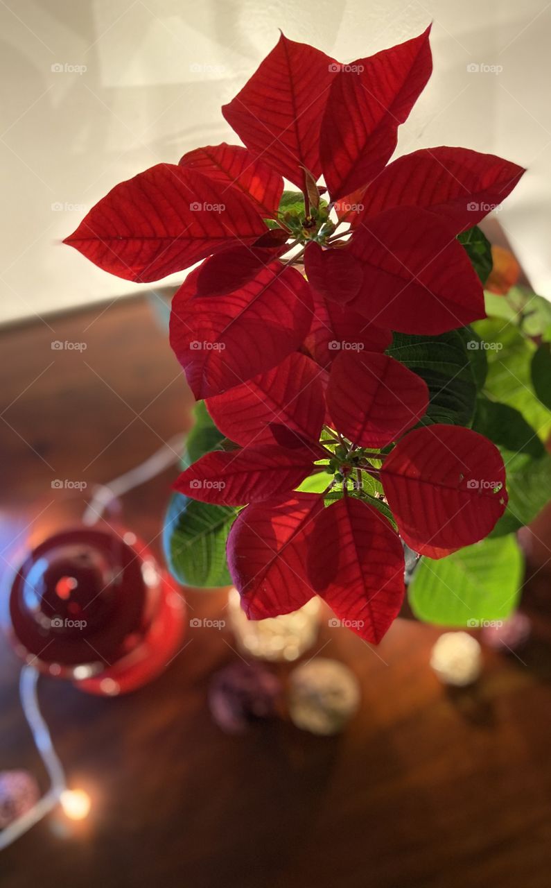 A poinsettia plant brings out the festive vibes 