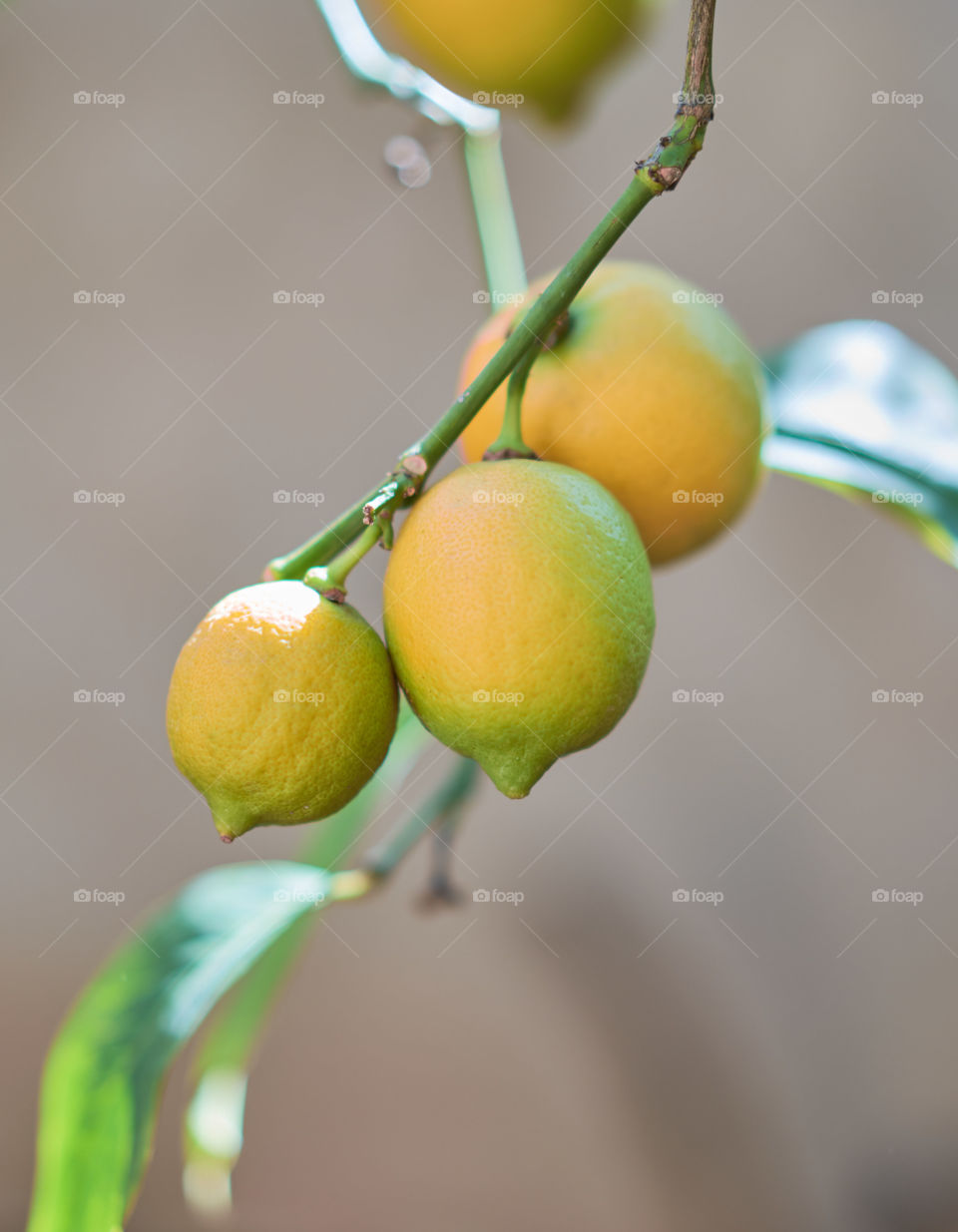 Close-up of growing lemons