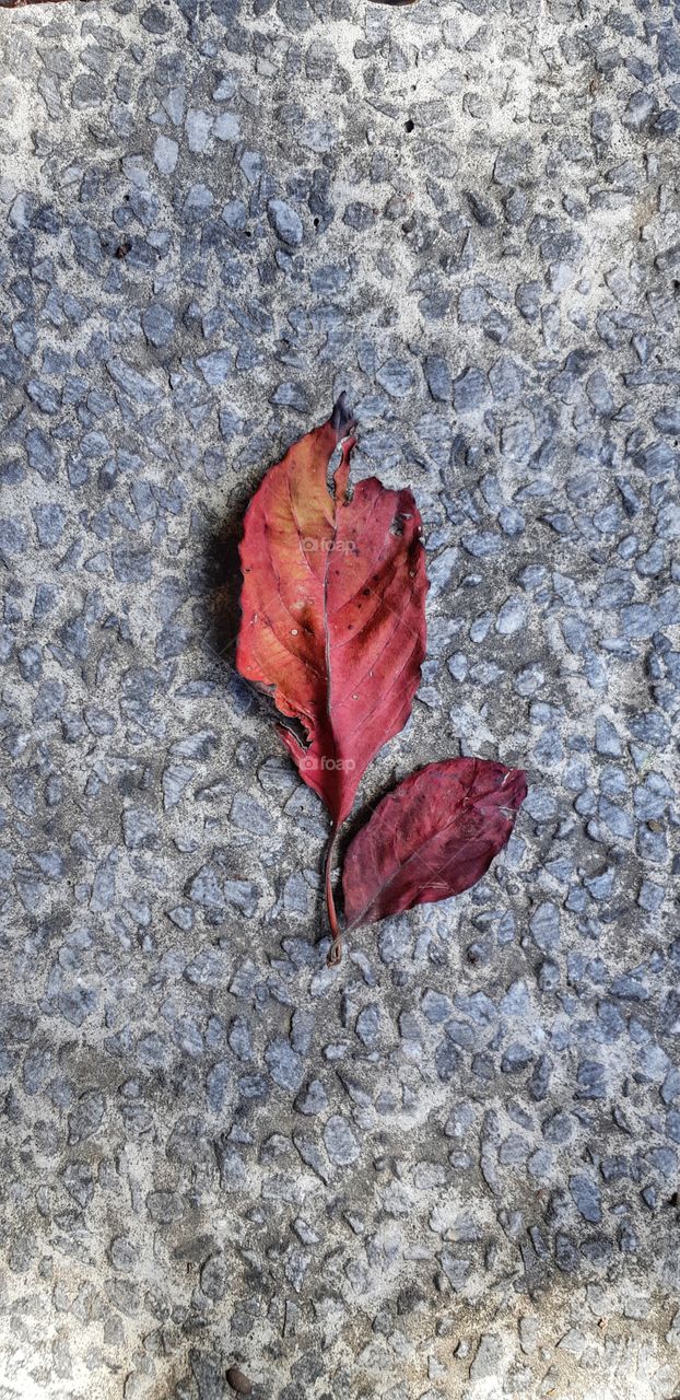 The mystic colors of Autumn.