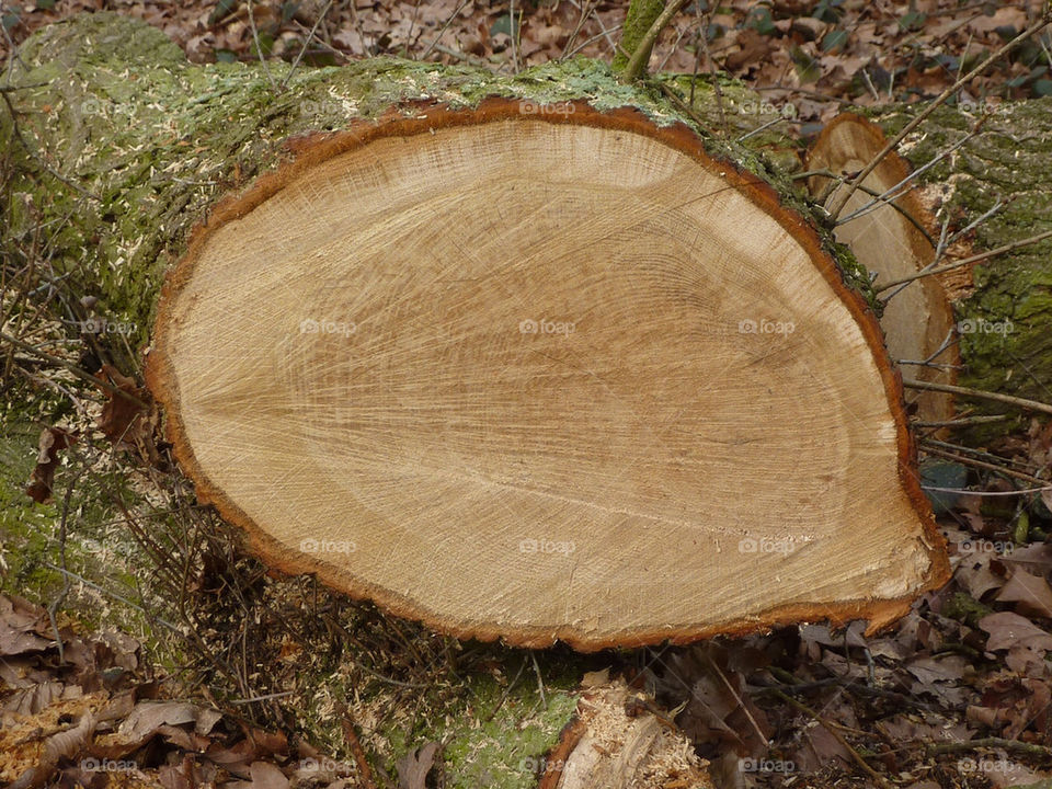 rings tree log by lizajones