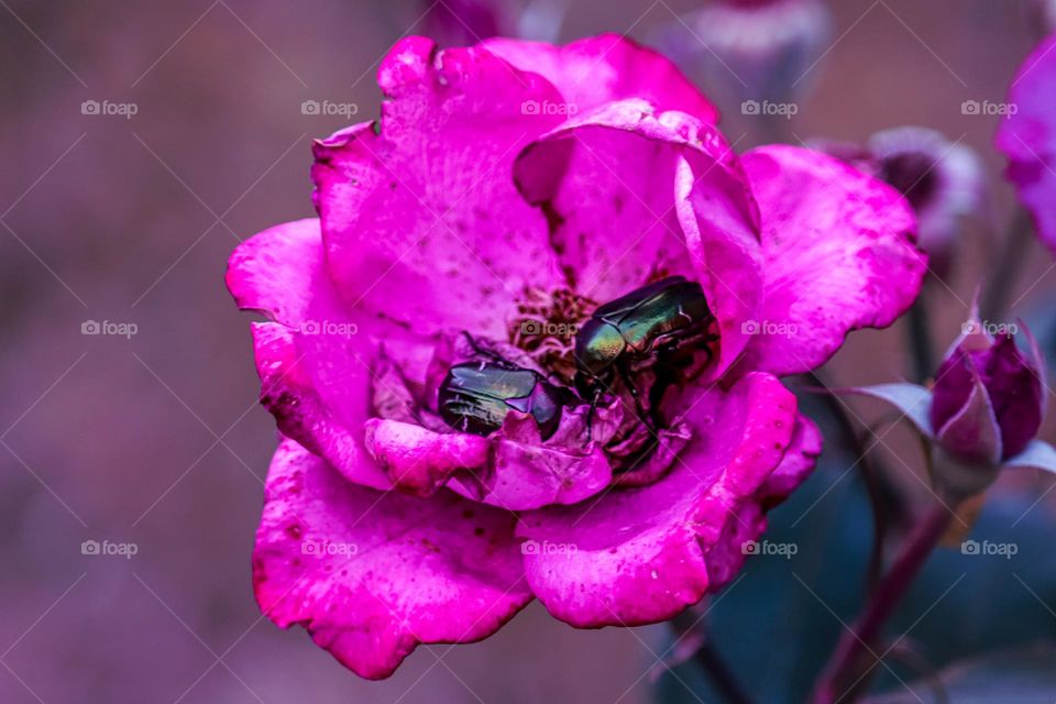 Green bugs in a rose flower