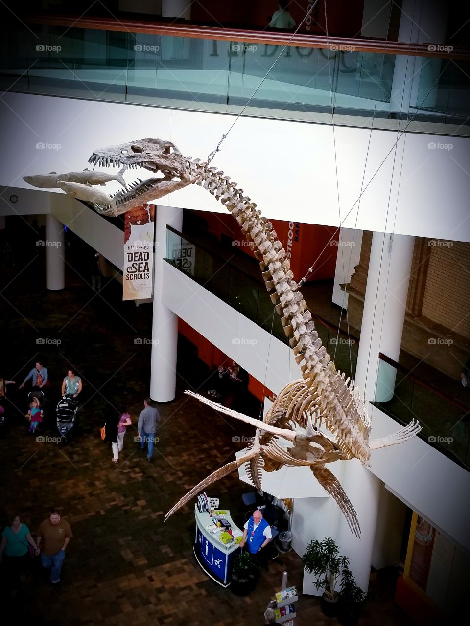 Dinosaurs On Display