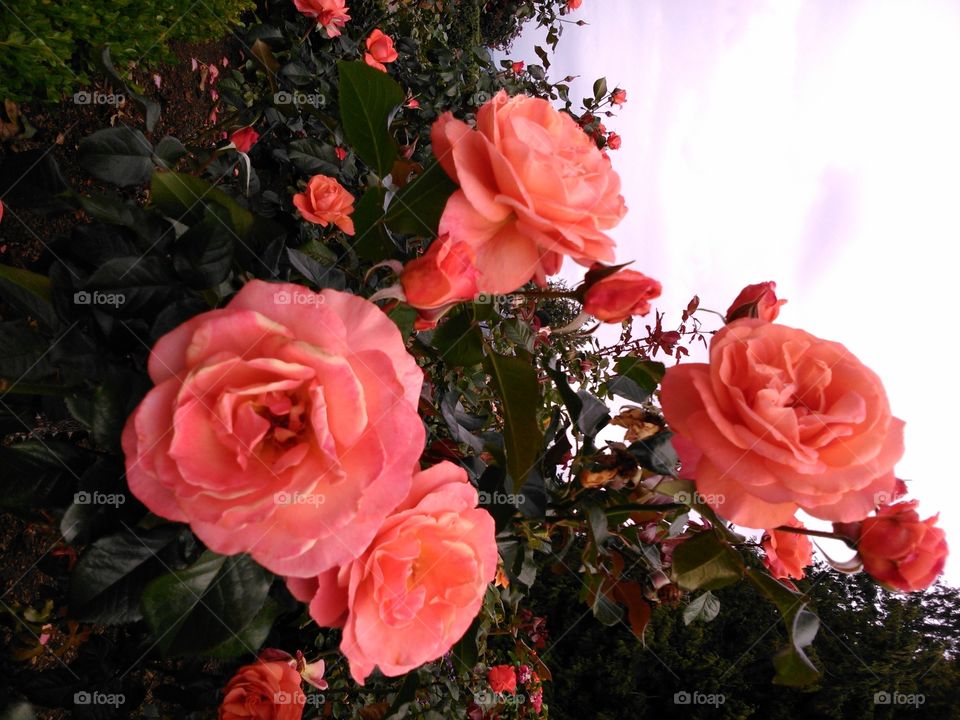 Roses pink garden