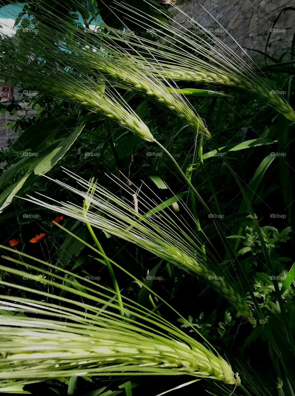 Wheat grass plant growing