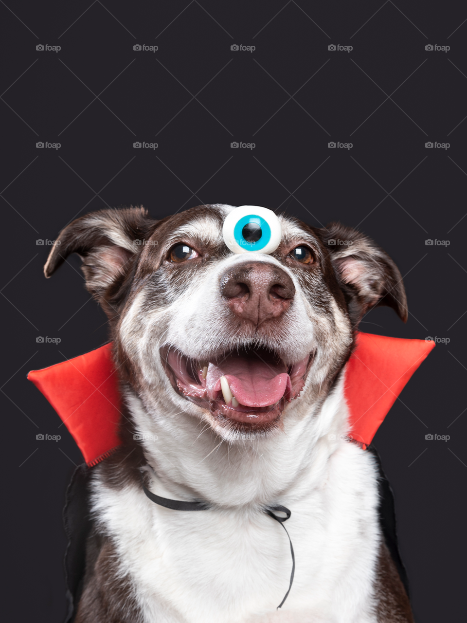 Halloween - vampire dog