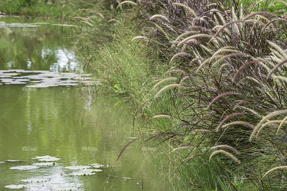 Blossom white and brown grass or Pennisetum pedicellatum That sway in the wind along the pond.