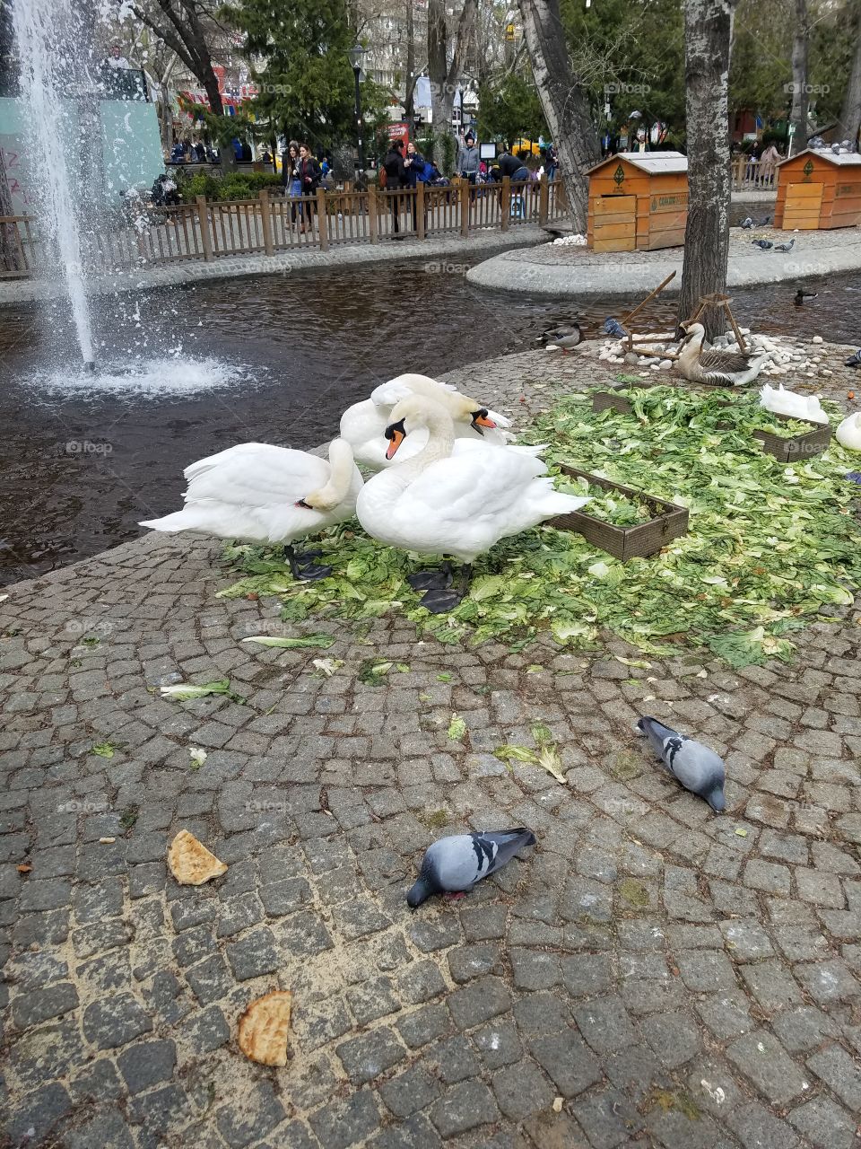 swans at swan park in Ankara Turkey