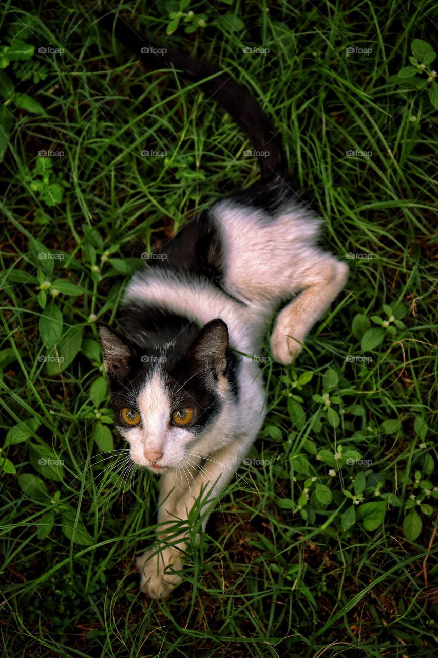 the cat sitting on a grass