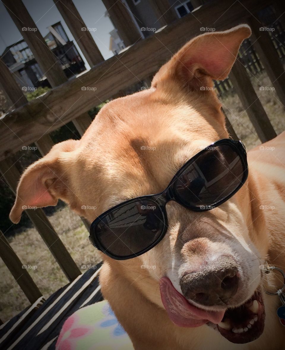 Beach dog wearing sunglasses