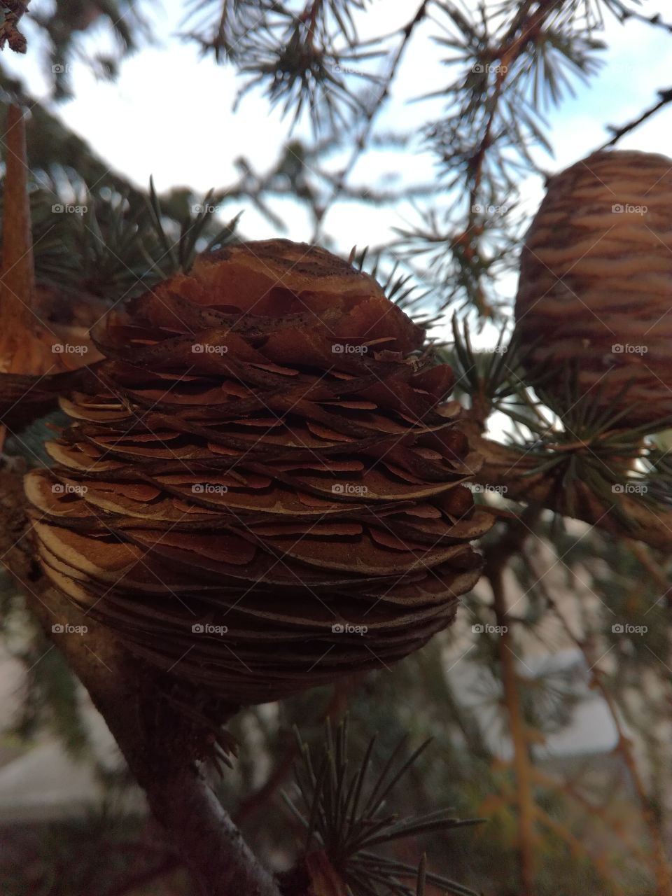 pigne de pin