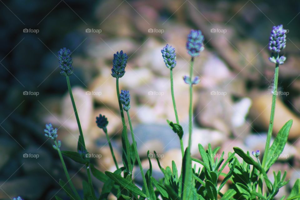 Lavender buds in partial shade, blurred rock in background