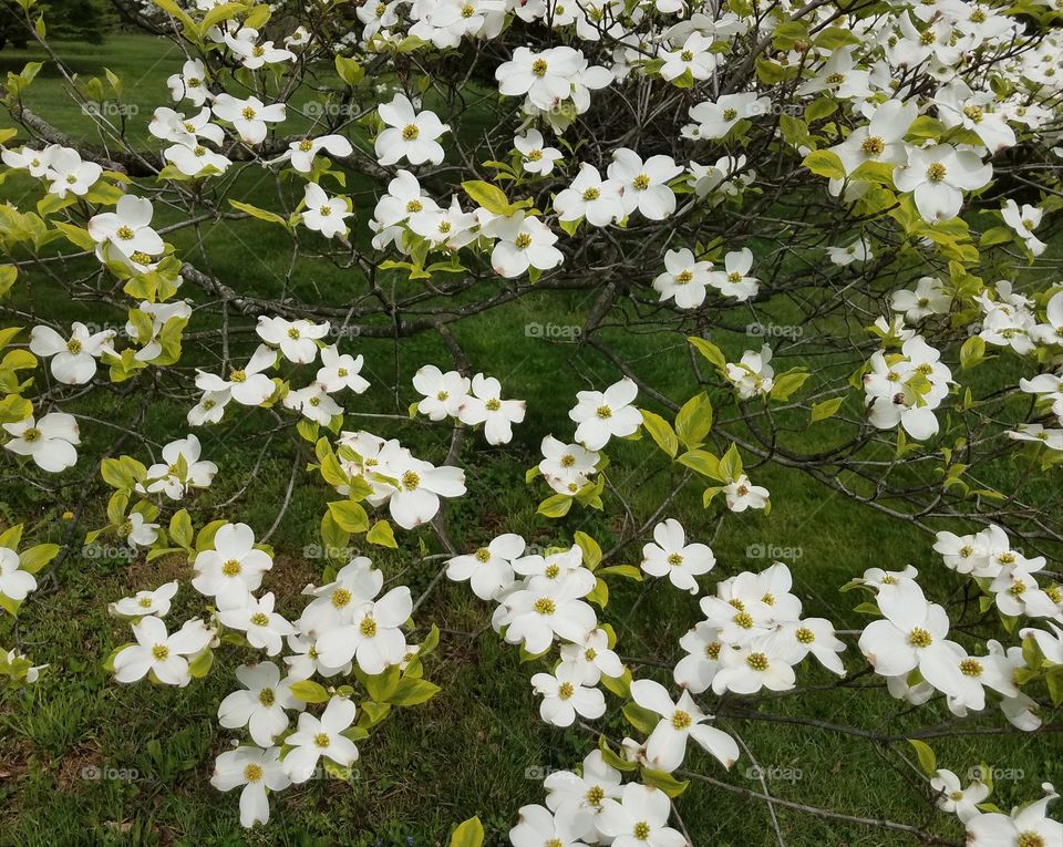 dogwood tree blossoms