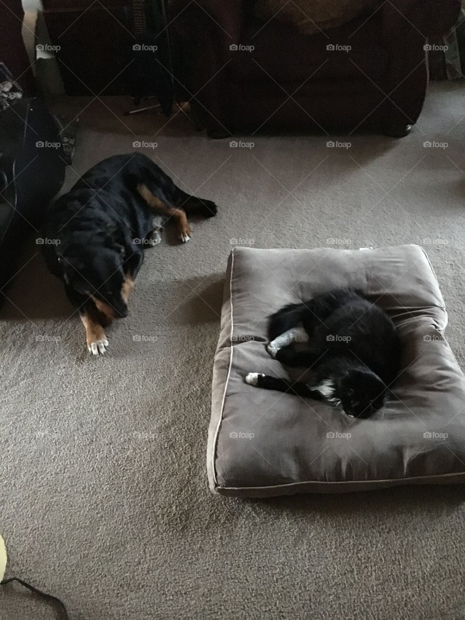 Cat on the dogs bed!