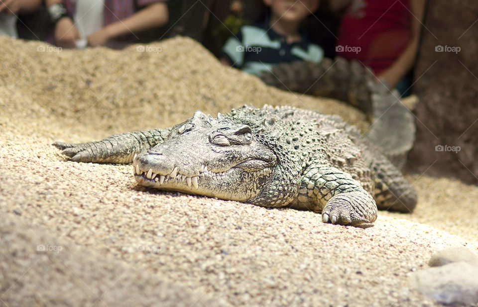 alligator crocodile krokodil reptile by scrooge