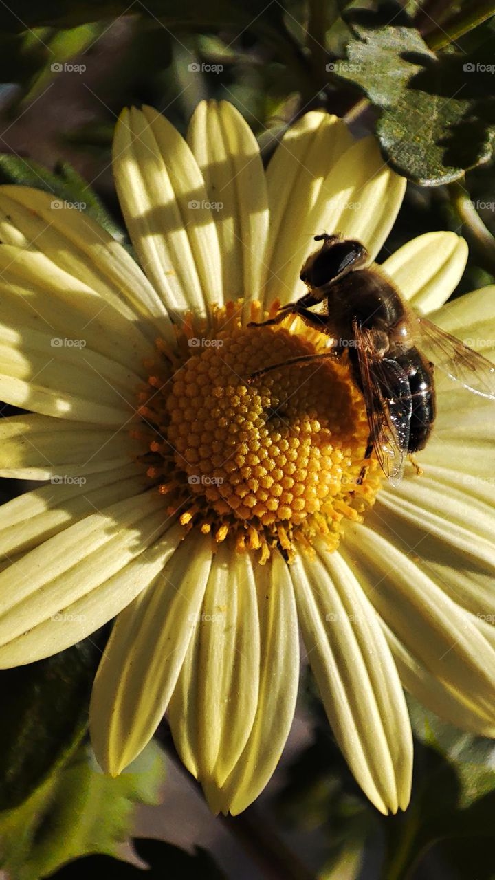 Macro photo a bee on flowering grass growing in the garden