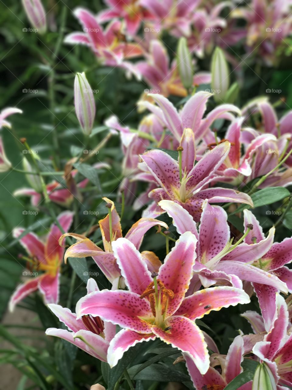 Pink lily or Lilium flowers in garden