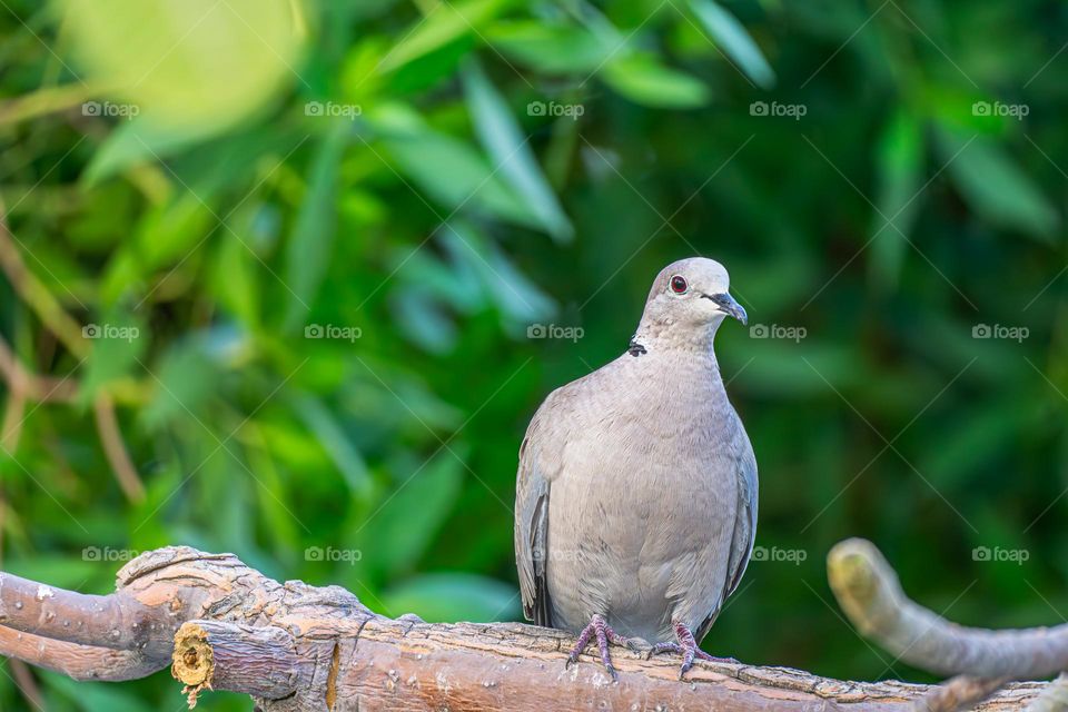 wild pigeon in the green forest of dubai