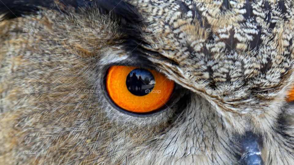 Best of 2021: Nature  - Owl eyes - Owls with orange eyes are crepuscular - they’re active during low light periods such as dusk and dawn. They prefer hunting for their meal in the soft light of the early morning