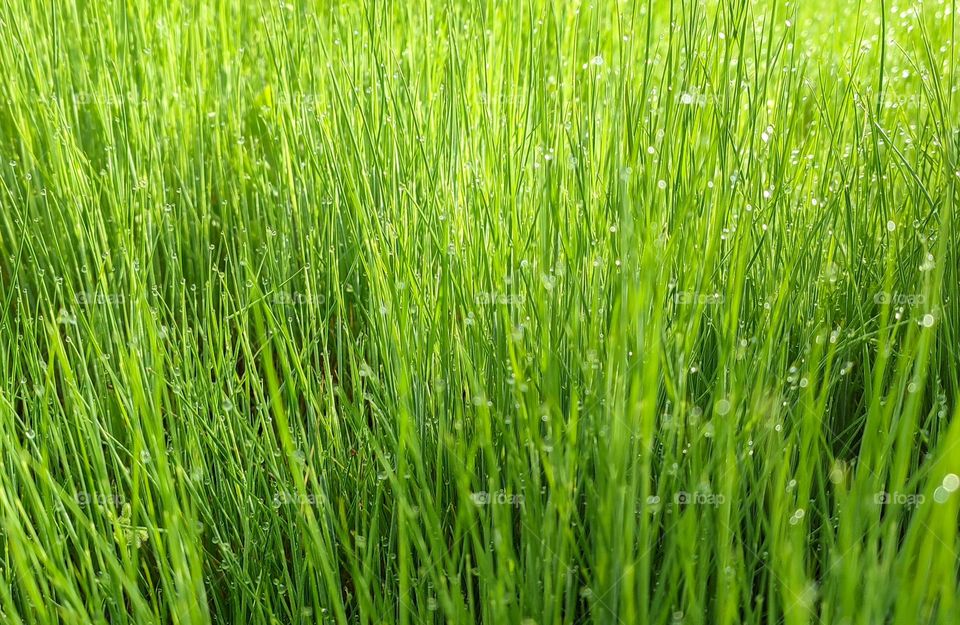 From the ground up, grass with dew