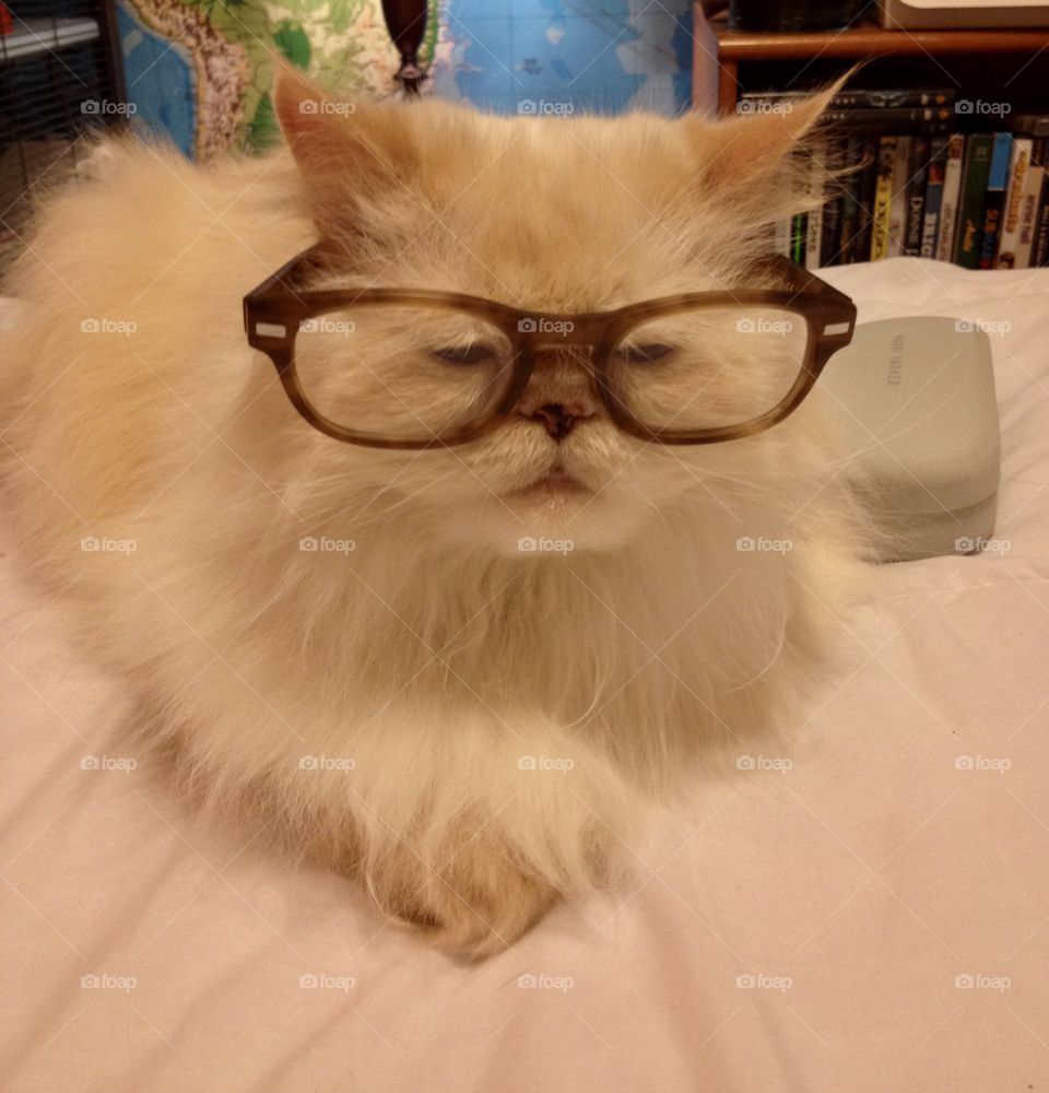 Elliott the Himalayan cat with glasses