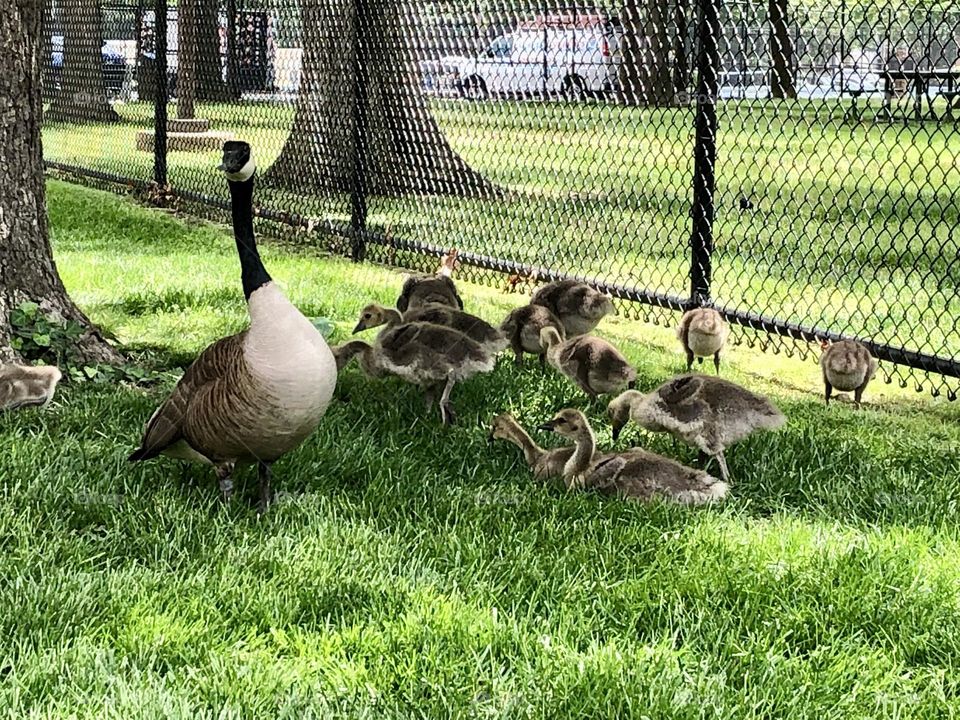 Canada geese Mom with babies 