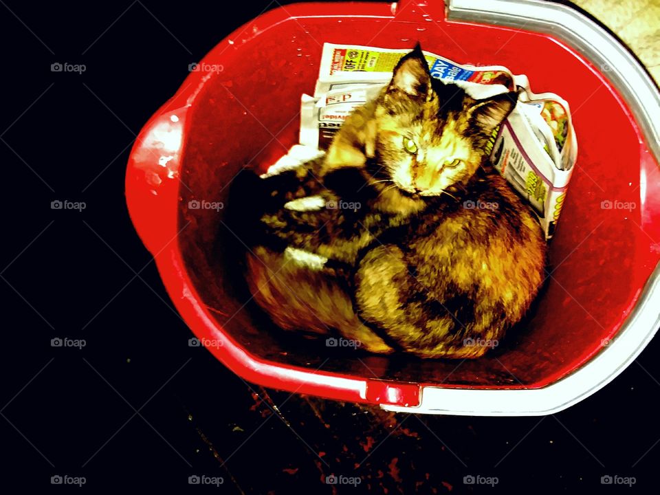 cat in bucket