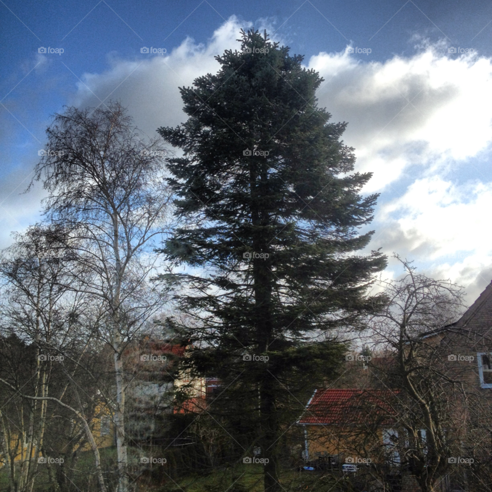 sky nature tree cloud by liselott