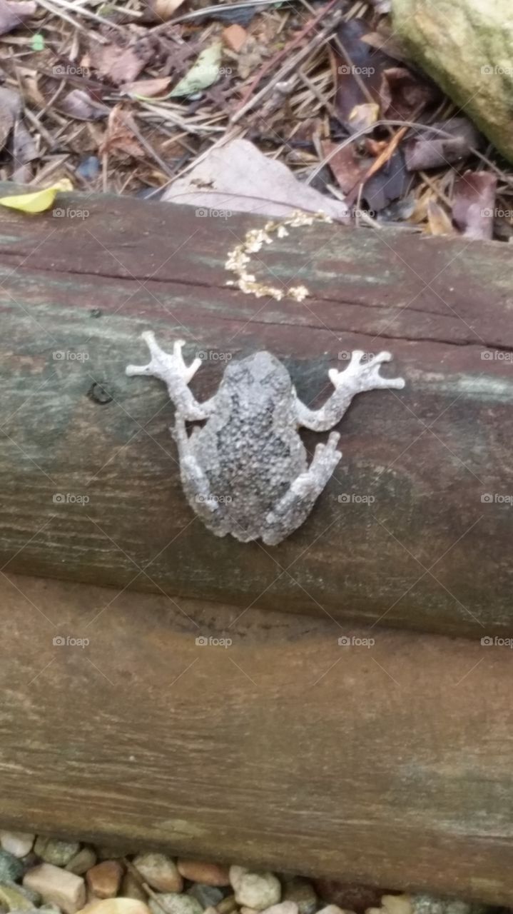 tree frog hanging around
