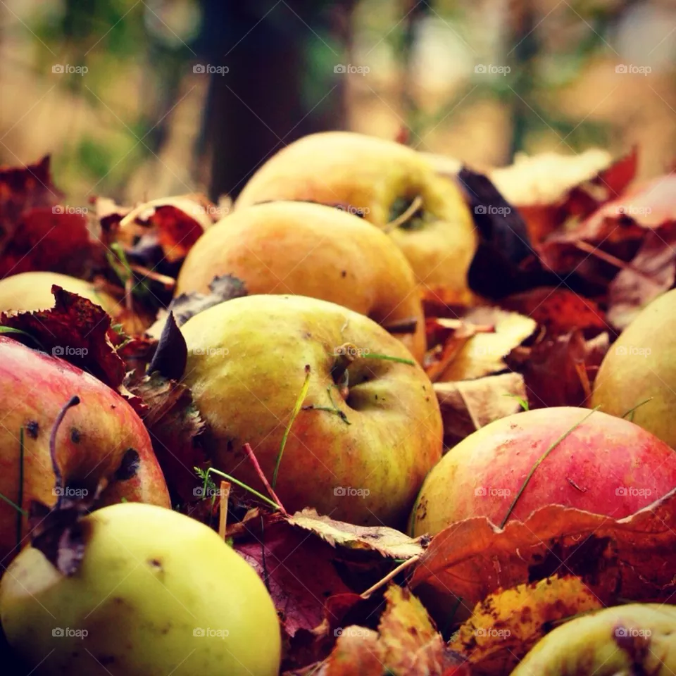 fruit