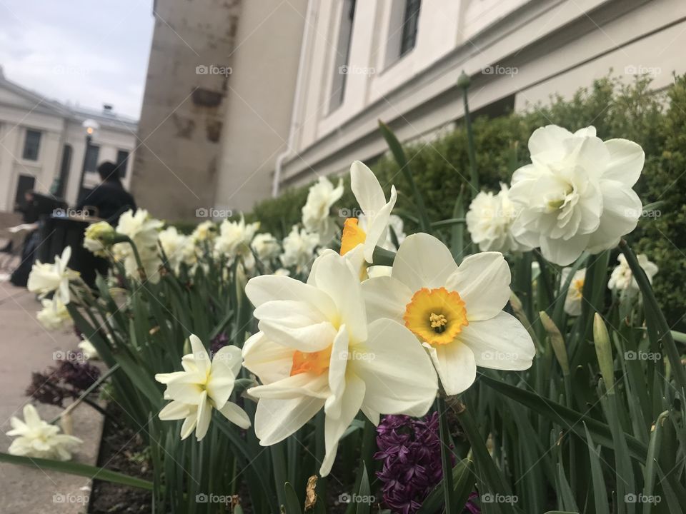 Flower at spring around Oslo 