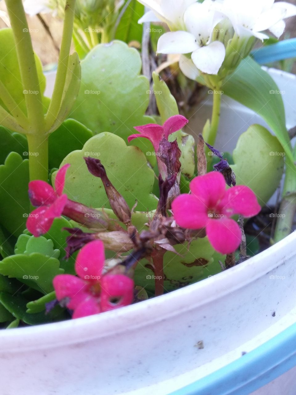 Flower, Nature, No Person, Flora, Leaf